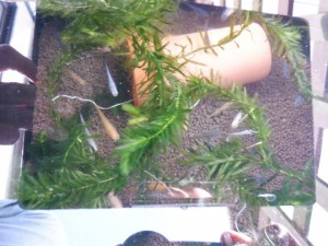 DSCF2566