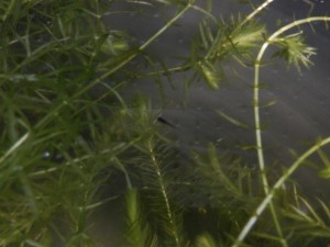 DSCF2578