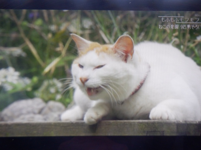 image17